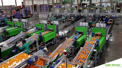 Maf Roda Choses Mt Consulting