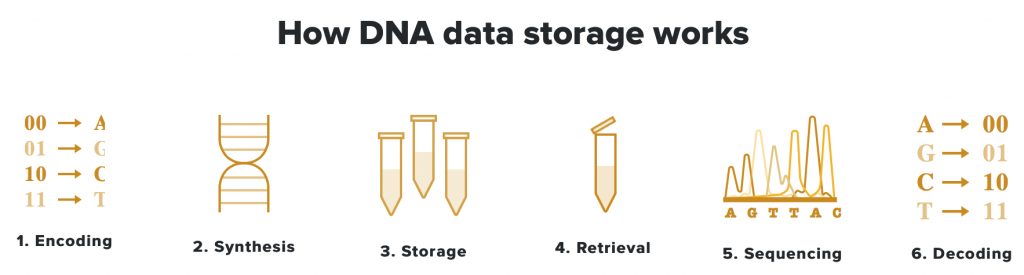 Dna