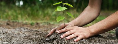 Scality Will Plant 14,000 Trees With Reforestation Efforts