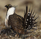 Sage Grouse