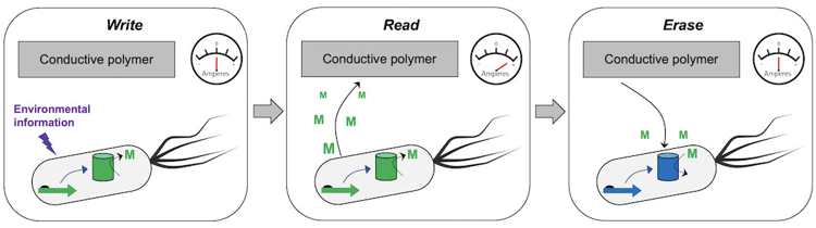 R&D: Rice University Team Eyes Cells for Sophisticated Storage ...