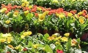 mimosametrolinagreenhouses