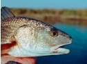 crossroads_gulf_states_marine_fisheries_commission