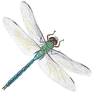 marvell_dragonfly_virtual_storage_accelerator