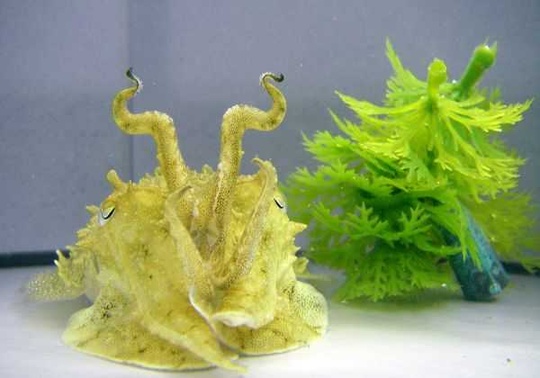 cuttlefish_540