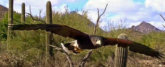 raptor_540